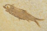 Pair Of Fossil Fish (Knightia) - Wyoming #318568-2